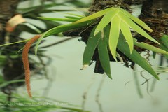 Oberonia chandrasekharanii